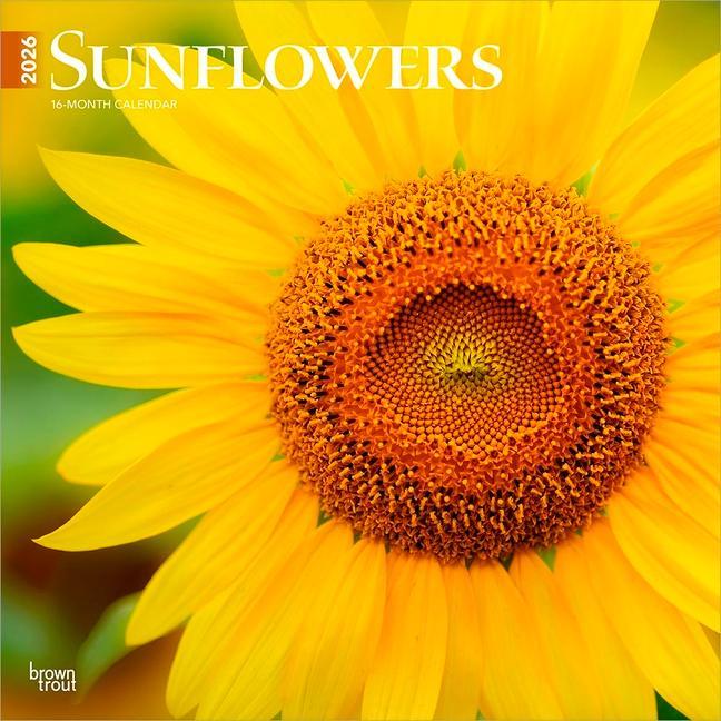 Sunflowers 2026 12 X 24 Inch (Hanging) Monthly Square Wall Calendar Plastic- Free