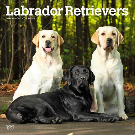 Labrador Retrievers 2026 12 X 24 Inch (Hanging) Monthly Square Wall Calendar Plastic-Free