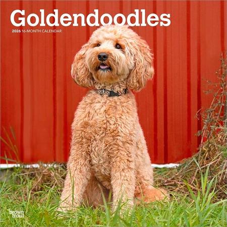 Goldendoodles 2026 12 X 24 Inch (Hanging) Monthly Square Wall Calendar Plastic-Free