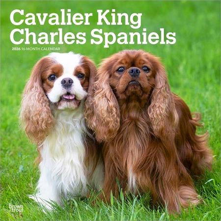 Cavalier King Charles Spaniels 2026 12 X 24 Inch (Hanging) Monthly Square Wall Calendar Plastic-Free