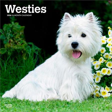 West Highland White Terriers 2026 12 X 24 Inch (Hanging) Monthly Square Wall Calendar Plastic-Free