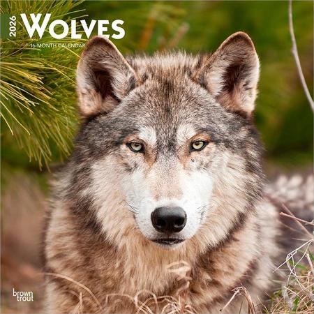 Wolves 2026 12 X 24 Inch (Hanging) Monthly Square Wall Calendar Plastic-Free