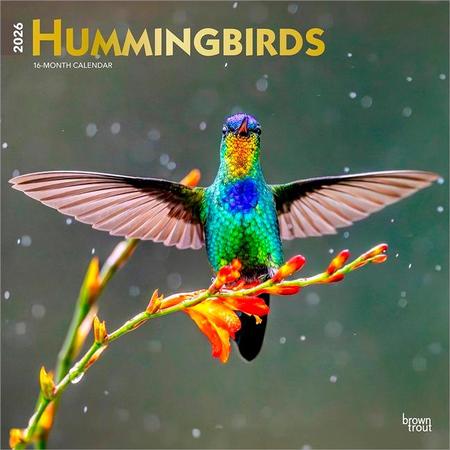 Hummingbirds 2026 12 X 24 Inch (Hanging) Monthly Square Wall Calendar Foil Stamped Cover Plastic-Free