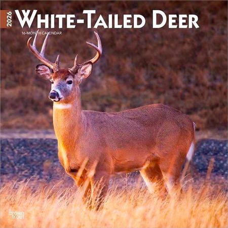 White Tailed Deer 2026 12 X 24 Inch (Hanging) Monthly Square Wall Calendar Plastic-Free