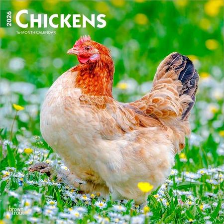 Chickens 2026 12 X 24 Inch (Hanging) Monthly Square Wall Calendar Plastic-Free