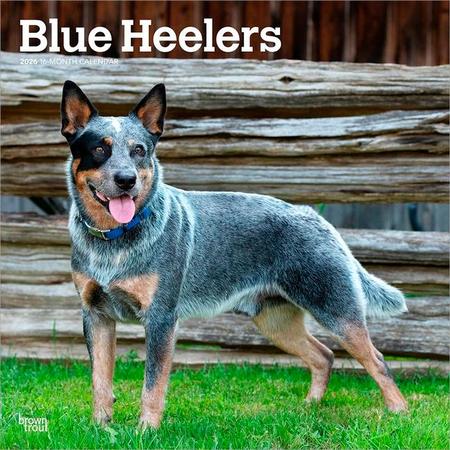 Blue Heelers 2026 12 X 24 Inch (Hanging) Monthly Square Wall Calendar Plastic-Free