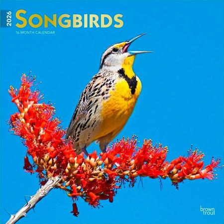 Songbirds 2026 12 X 24 Inch (Hanging) Monthly Square Wall Calendar Foil Stamped Cover Plastic-Free
