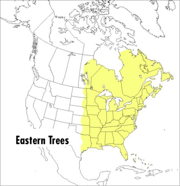 Peterson Field Guide To Eastern Trees : Eastern United States And Canada, Including The Midwest (Expanded)